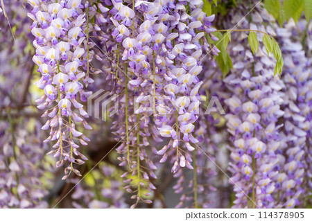 Blooming Wisteria Sinensis with scented classic purple flowersin full bloom in hanging racemes closeup. Garden with wisteria in spring 114378905
