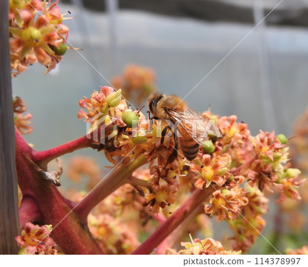 A honeybee pollinating a mango flower in full bloom A honeybee pollinating a mango flower in full bloom 114378997