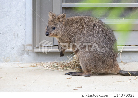 Quocca袋鼠 114379025