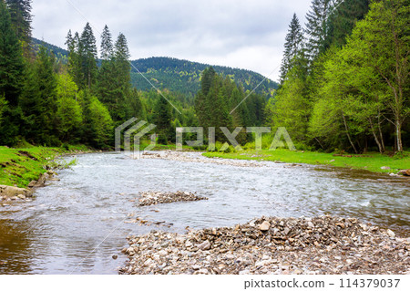 landscape with river in carpathian mountains. forest on the grassy shore. shallow water revealing stones. scenery of synevyr national park of ukraine on an overcast day in spring landscape with river in carpathian mountains. forest on the grassy shore. shallow water revealing stones. scenery of synevyr national park of ukraine on an overcast day in spring 114379037