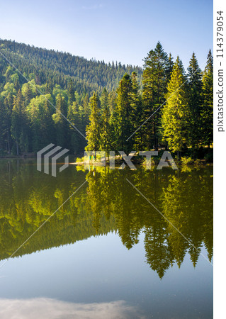 landscape of a synevyr lake in summer. nature scenery with carpathian coniferous forest reflecting on the water beneath a blue morning sky. popular travel destination of ukraine 114379054
