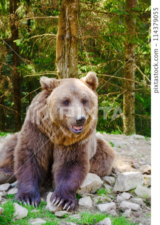 curious brown bear in carpathian forest. rehabilitation center of synevir national park in transcarpathia, ukraine 114379055