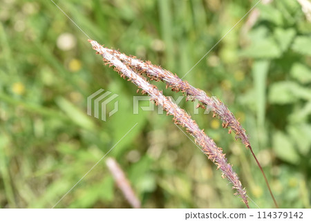 Flower of Chigaya Flower of Chigaya 114379142