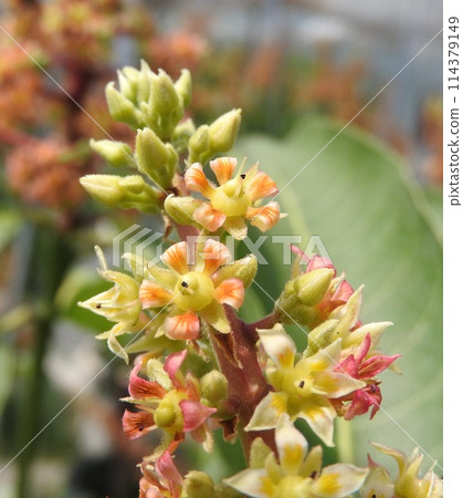Mango flower in full bloom Mango flower in full bloom 114379149
