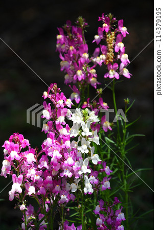 Linaria (Hime Goldfish) 114379195