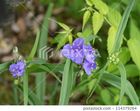 Grass 114379264