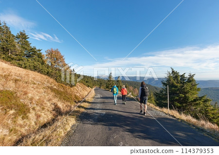 Hiking in mountains, pine trees Hiking in mountains, pine trees 114379353