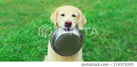 Golden Retriever dog holds empty bowl in teeth asking for food in summer park Golden Retriever dog holds empty bowl in teeth asking for food in summer park 114379395