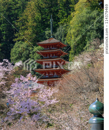 The five-story pagoda, cherry blossoms, and giboju from the main hall of Hasedera Temple, April 1, 2024 The five-story pagoda, cherry blossoms, and giboju from the main hall of Hasedera Temple, April 1, 2024 114379469