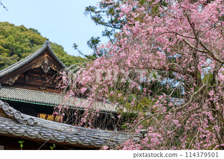 The double-flowered weeping cherry blossoms at Kinren-in Temple, the head temple of Hasedera Temple, and the main hall are in full bloom. April 5, 2024 114379501