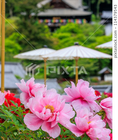 Pink peonies and the main hall at the head temple of Hasedera Temple April 22, 2024 114379543