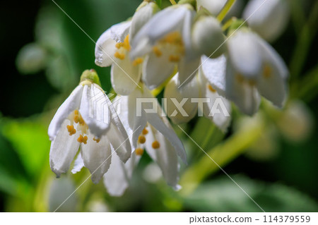 Head Temple Hasedera Deutzia buds April 22, 2024 114379559