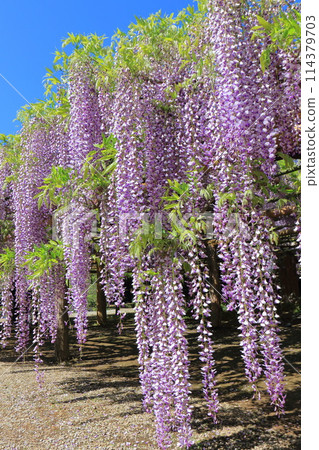 Wisteria Garden, Ushijima's Wisteria, Kasukabe City, Saitama Prefecture Wisteria Garden, Ushijima's Wisteria, Kasukabe City, Saitama Prefecture 114379703