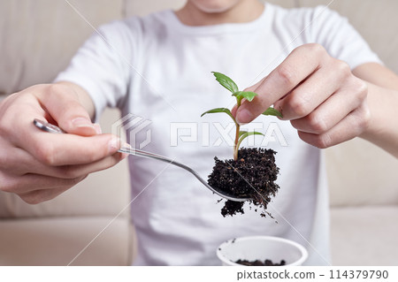 Small girl transplanting plant seedlings into new pot at home Small girl transplanting plant seedlings into new pot at home 114379790