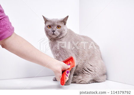 The girl combs the hair of a british shorthair cat The girl combs the hair of a british shorthair cat 114379792