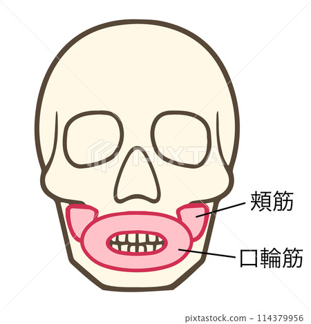 頰肌、口輪匝肌 114379956