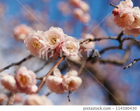 在藍天的李子開花 114380430