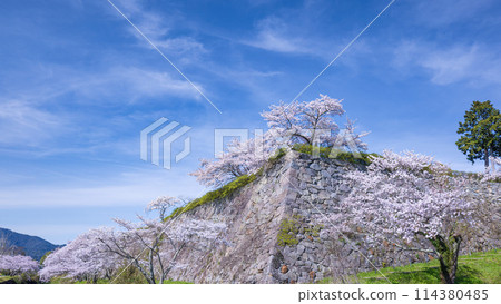 Sasayama Castle ruins in spring 114380485