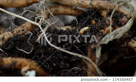 Yamato termite soldier ant Yamato termite soldier ant 114380487