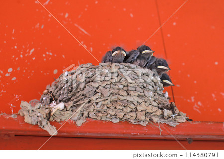 拍攝屋簷下鳥巢裡等待餵食的小燕子 拍攝屋簷下鳥巢裡等待餵食的小燕子 114380791