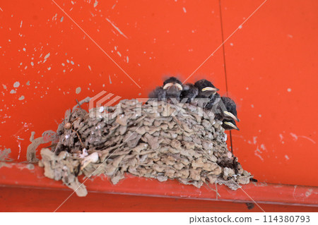 拍攝屋簷下鳥巢裡等待餵食的小燕子 拍攝屋簷下鳥巢裡等待餵食的小燕子 114380793