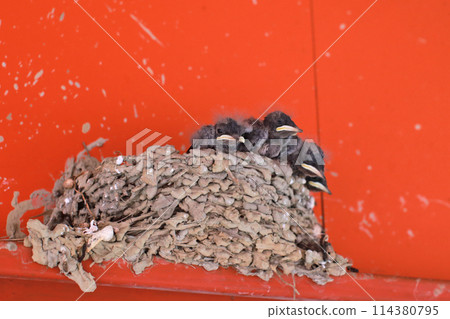 Photographing the little swallows waiting to be fed in the nest under the eaves Photographing the little swallows waiting to be fed in the nest under the eaves 114380795