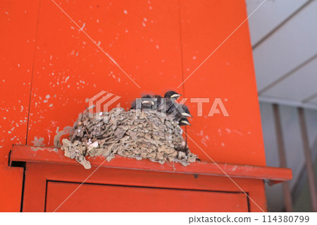 拍攝屋簷下鳥巢裡等待餵食的小燕子 114380799