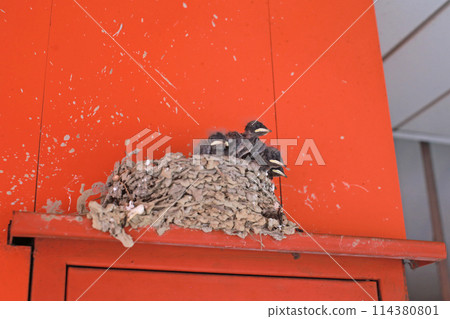拍攝屋簷下鳥巢裡等待餵食的小燕子 拍攝屋簷下鳥巢裡等待餵食的小燕子 114380801