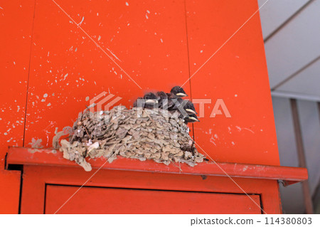 拍攝屋簷下鳥巢裡等待餵食的小燕子 114380803