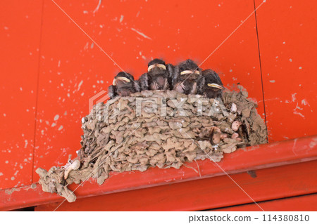 拍攝屋簷下鳥巢裡等待餵食的小燕子 114380810