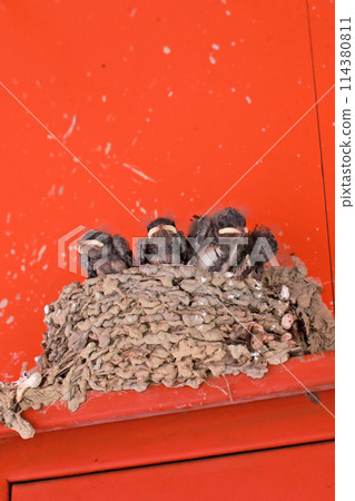 拍攝屋簷下鳥巢裡等待餵食的小燕子 拍攝屋簷下鳥巢裡等待餵食的小燕子 114380811