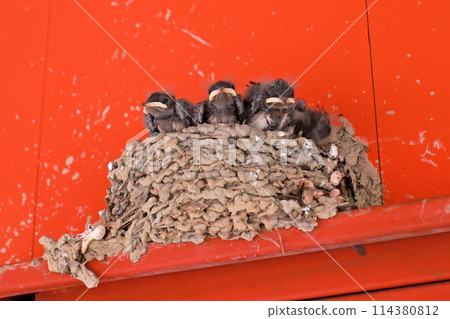 拍攝屋簷下鳥巢裡等待餵食的小燕子 拍攝屋簷下鳥巢裡等待餵食的小燕子 114380812