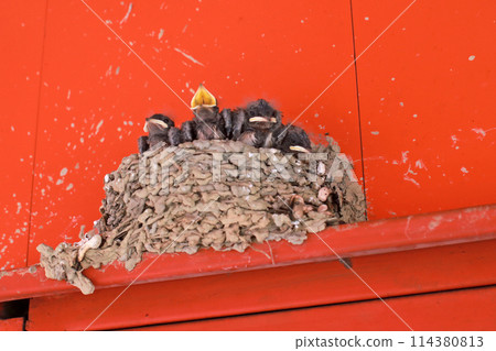 拍攝屋簷下鳥巢裡等待餵食的小燕子 114380813