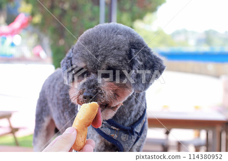 Cute expression of pet poodle happily eating pet chicken cake 114380952