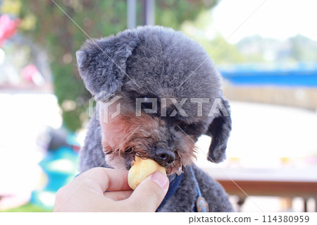 寵物貴賓犬高興地吃寵物雞蛋糕的可愛表情 寵物貴賓犬高興地吃寵物雞蛋糕的可愛表情 114380959