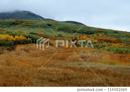 Autumn is in full swing at the eighth station of Mt. Gassan 114381084