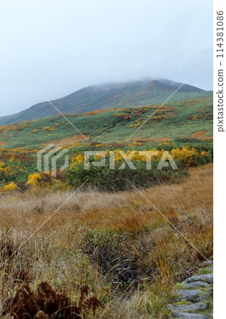 月山八合目正值秋天。 114381086