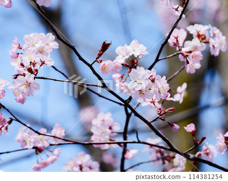 春天盛開的櫻花樹枝，背景是藍天 114381254