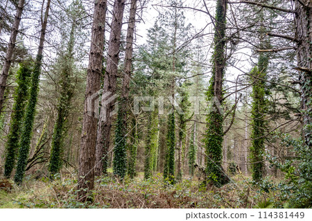 The forest at Murvagh in County Donegal, Ireland The forest at Murvagh in County Donegal, Ireland 114381449