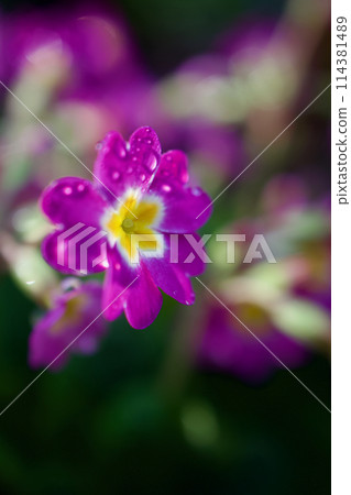 Raindrops and pink Primula polyantha. The flower language of this prolific flower is "pride of wealth" and "silent love." Raindrops and pink Primula polyantha. The flower language of this prolific flower is "pride of wealth" and "silent love." 114381489