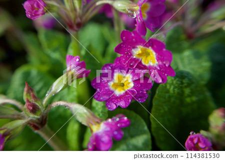 Raindrops and pink Primula polyantha. The flower language of this prolific flower is "pride of wealth" and "silent love." 114381530