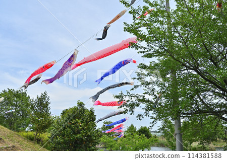 鯉魚旗芝山沼公園(埼玉縣白岡市) 鯉魚旗芝山沼公園(埼玉縣白岡市) 114381588