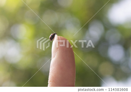 Little spotted ladybug crawling up a finger 114381608