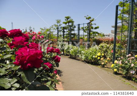 Hiroo Disaster Prevention Park (Ichikawa City) Flower Square (Rose Garden) Hiroo Disaster Prevention Park (Ichikawa City) Flower Square (Rose Garden) 114381640
