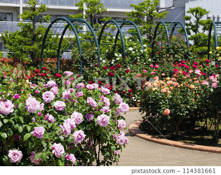 Hiroo Disaster Prevention Park (Ichikawa City) Flower Square (Rose Garden) 114381661