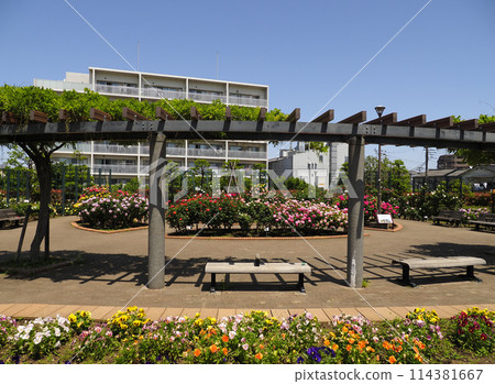 廣尾防災公園（市川市）花卉廣場（玫瑰園） 114381667