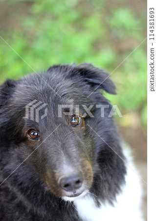 A dog (Sheltie) gazing at fresh greenery in the background A dog (Sheltie) gazing at fresh greenery in the background 114381693