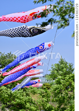 Carp streamers at Shibayama Numa Park (Shiraoka City, Saitama Prefecture) 114381729
