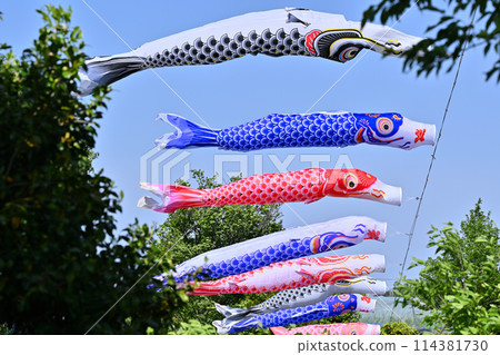 Carp streamers at Shibayama Numa Park (Shiraoka City, Saitama Prefecture) Carp streamers at Shibayama Numa Park (Shiraoka City, Saitama Prefecture) 114381730