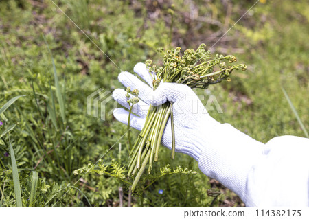 Harvesting wild bracken Harvesting wild bracken 114382175